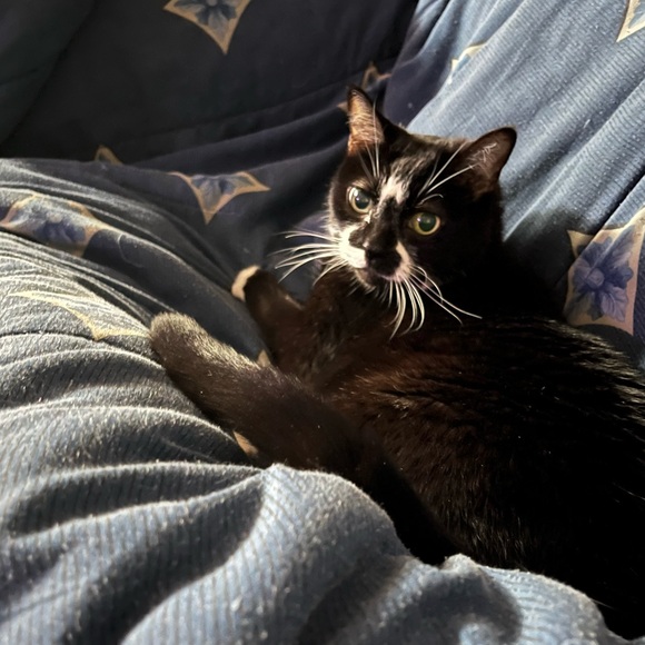 🥭🍊Oster Blend Active Portable Blender,Drinking Lid,USB Charge Personal Blender - Picture 5 of 5